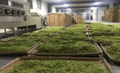 茶叶干燥